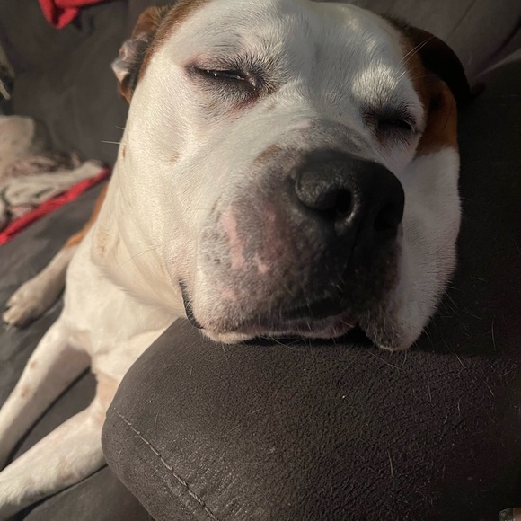 Live show listing - Picture 4 of 8